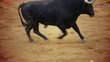 Powerful spanish bull, bullfight arena
