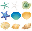 Sea shells and sea star