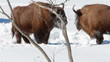 European Bison in winter among trees