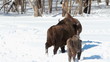 European Bison in winter among trees