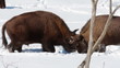 European Bison in winter among trees