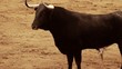 Powerful spanish bull, bullfight arena