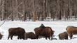 European Bison in winter among trees