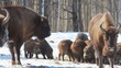 European Bison in winter among trees