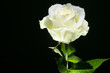 weisse Rose vor schwarzem Hintergrund
