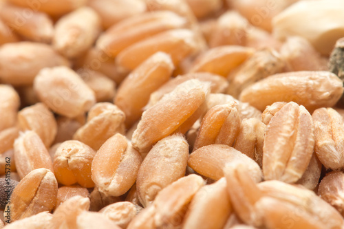 Photo: wheat as background. macro wheat as background. macro