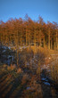 Coniferous forest illuminated by evening sun at sunset