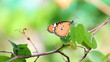 Butterfly on green leaf