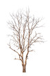 Old and dead tree isolated on white background