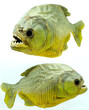 Piranha side on isolated