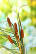 reeds on green background