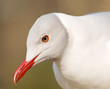 Photo: Portrait of grey-headed gull (Chroicocephalus cirrocephalus) Portrait of grey-headed gull (Chroicocephalus cirrocephalus)