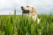Hund im Kornfeld