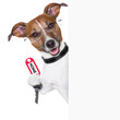 home dog owner