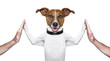 dog high five