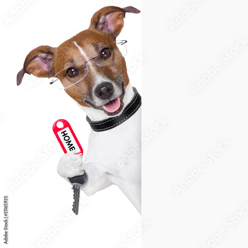 Photo: home dog owner home dog owner