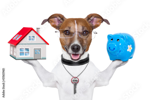 Photo: banner dog banner dog