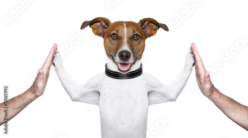 Photo: dog high five dog high five