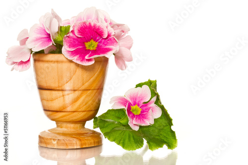 Photo: Begonia flowers Begonia flowers