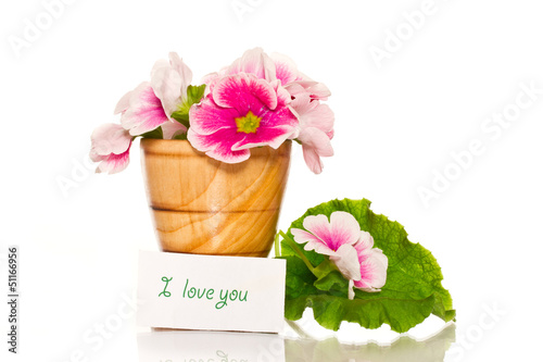 Photo: Begonia flowers Begonia flowers