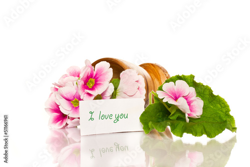 Photo: Begonia flowers Begonia flowers