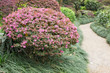 Foto: Path in garden Path in garden