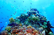Group of coral fish  water.