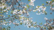 Blossom on the branch of a Japanese cherry tree. Shallow DOF.