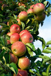 Erntereife rote Äpfel am Ast