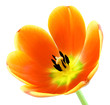 Voll aufgeblühte Tulpe auf weiß