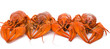 crayfish isolated