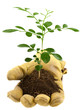 concept main verte, protection de la nature