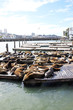 Sea Lions at Pier 39, San francisco, USA