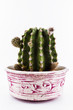 cactus in a jar