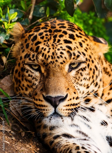 Photo: Close-up shot of a gorgeous leopardess Close-up shot of a gorgeous leopardess
