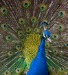 Close-up shot of a peacock