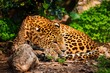 Photo: Gorgeous leopardess in natural habitat Gorgeous leopardess in natural habitat