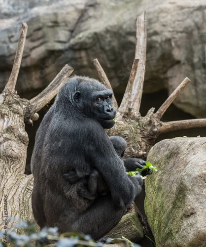 Photo: Black gorilla with her baby Black gorilla with her baby
