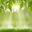 Spring abstract  background