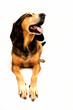 Brackenmischling