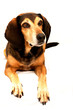 Brackenmischling