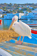 Greece,Petros the famous pelican of Mykonos island