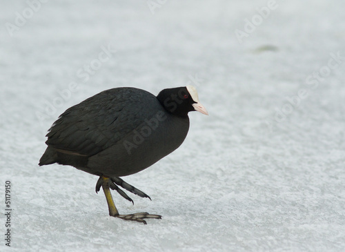Photo: Common Coot walking on the ice Common Coot walking on the ice