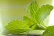 Stevia Rebaudiana mit Zucker