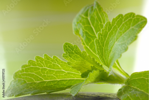 Photo: Stevia Rebaudiana mit Zucker Stevia Rebaudiana mit Zucker