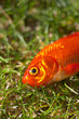 Goldfisch