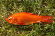 Goldfisch