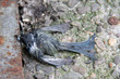Toter Vogel