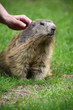 To stroke a marmot