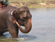 elephant bath
